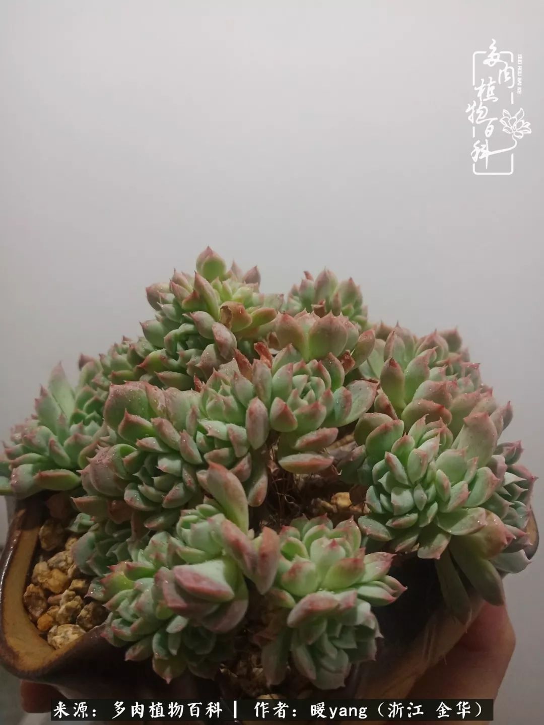 养多肉是业余的纯粹是爱好,每晚7点教您快速入门养多肉