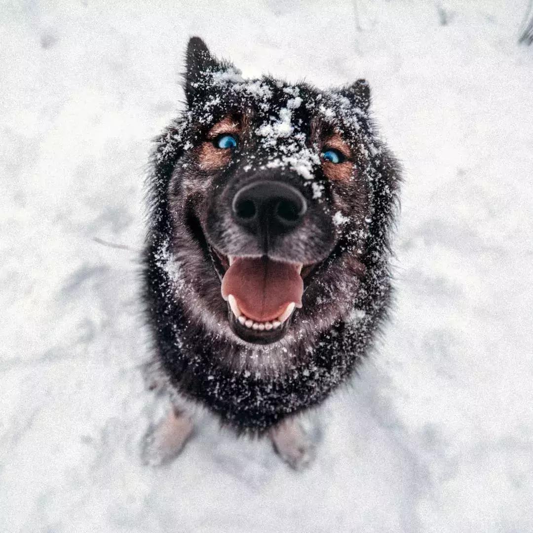 毛孩子低温症,毛孩子怕冷是什么原因