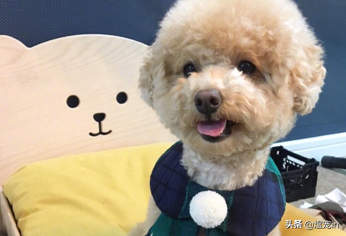 泰迪大便有果冻状粘液是怎么回事,泰迪大便成形带粘液怎么回事