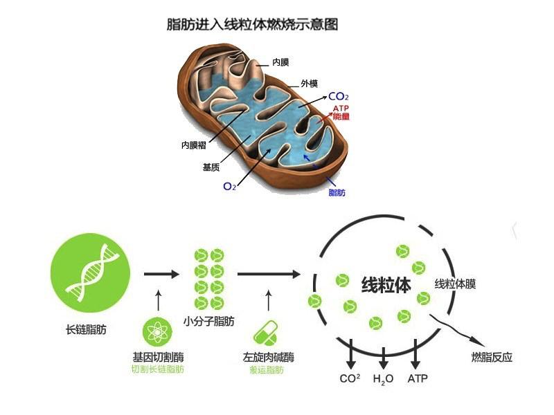 吃左旋肉碱帮助减肥？健身老鸟告诉你，不明白这点就不要浪费钱