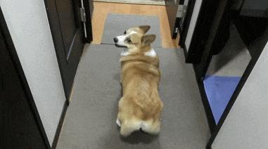 柯基宝宝小短腿柯基,短腿柯基长腿柯基