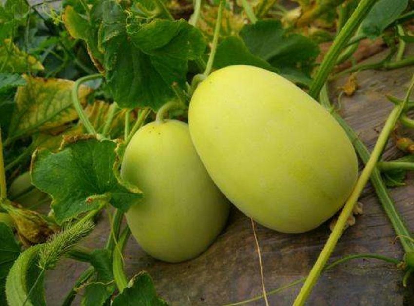 薄皮甜瓜育苗教程,薄皮甜瓜嫁接方法