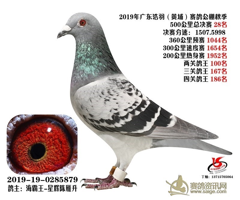 海霸王詹森纪录,冠霖公棚2017年获奖鸽欣赏