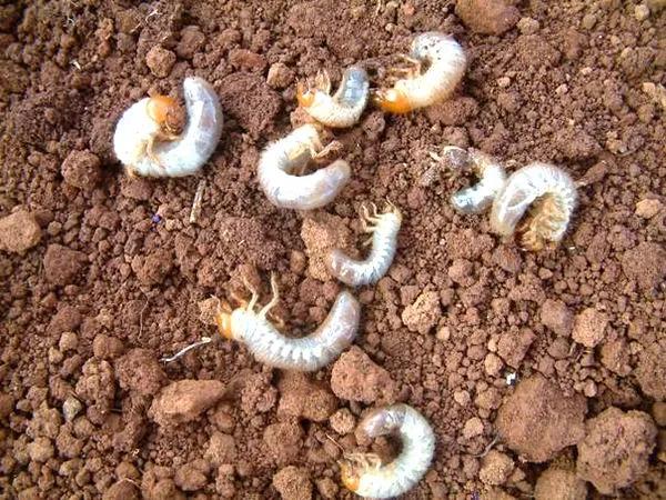 白菜刚出苗就被蚂蚁吃掉怎么办,白菜萝卜苗有虫子怎么办