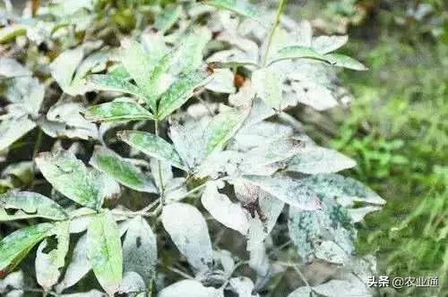 家庭防治虫害的最佳方法,自制蔬菜种植除虫小妙招