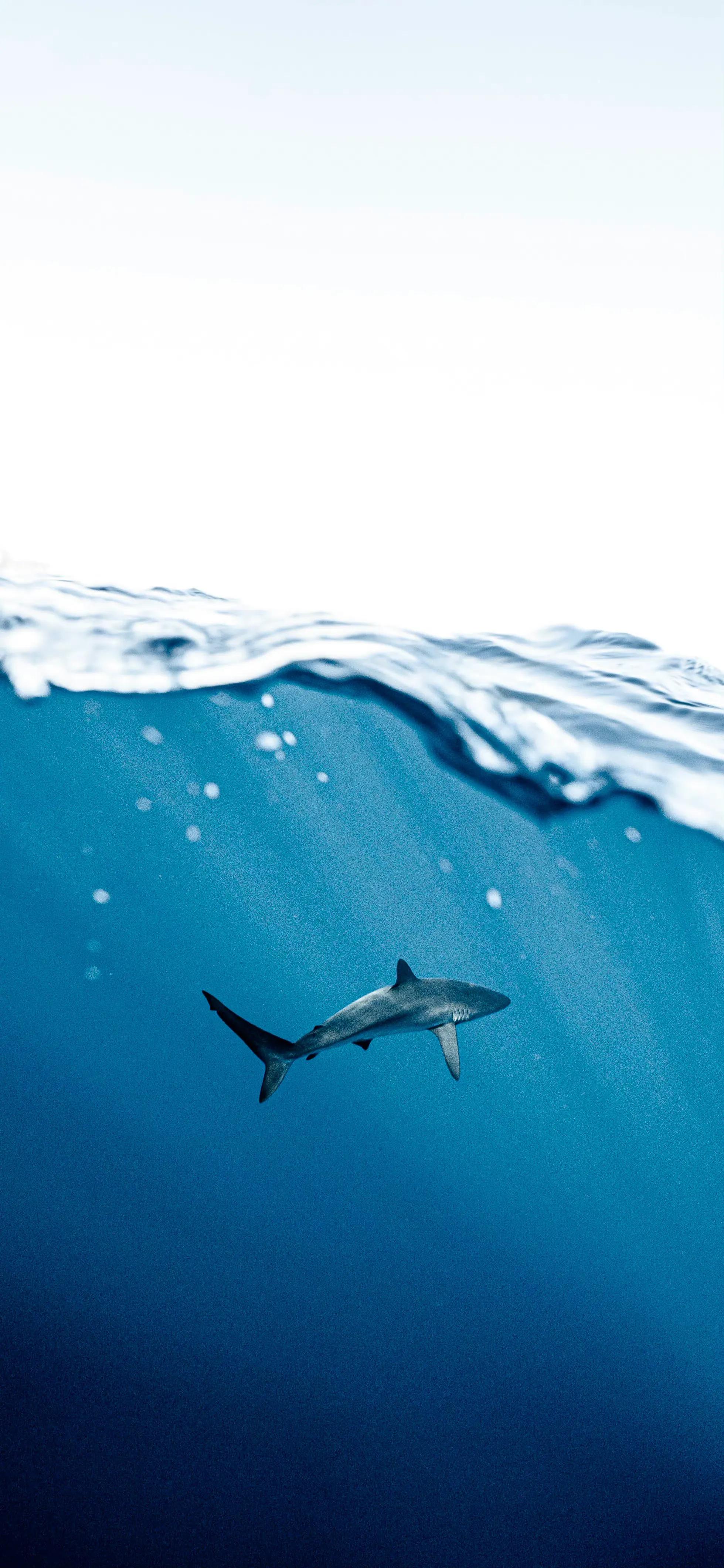 风景壁纸图片大全高清自然风景,100张自然风景全屏壁纸花