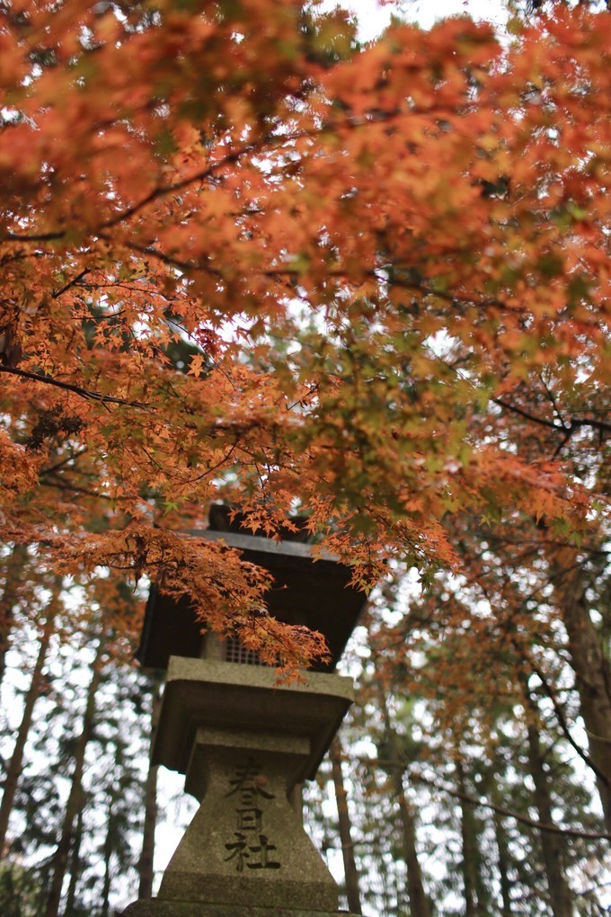 日本京都枫叶季旅游攻略,日本关西赏枫旅游攻略