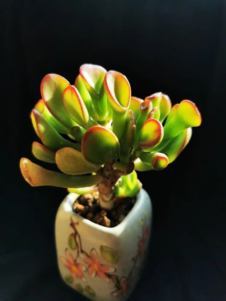 多肉砍头的怎么养,多肉怎么砍头才能爆发