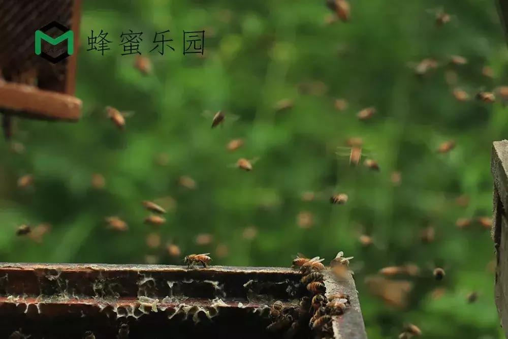 蜂蜜固然甜！可谁知蜂农背后的艰辛