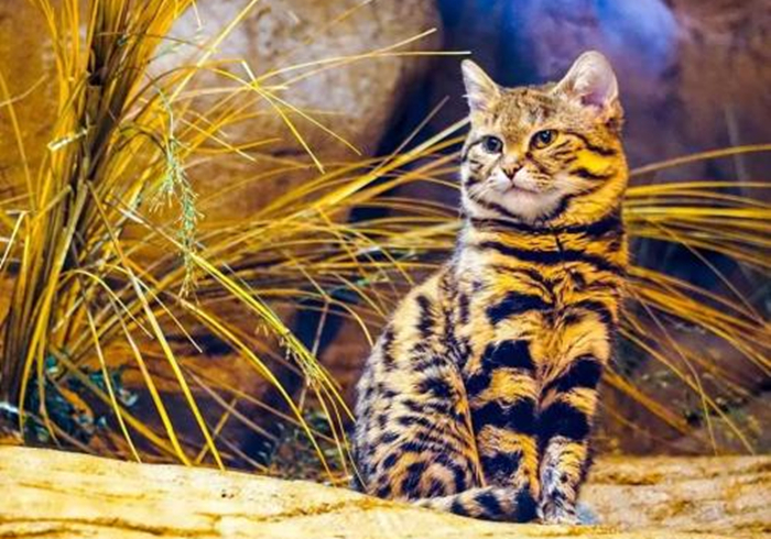 黑足猫夜晚捕食视频,沙漠黑足猫