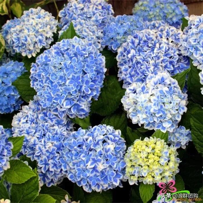 十种好看的绣球,最好看的绣球花视频