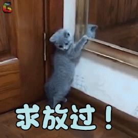 猫藓怎么防止猫去抓,猫癣怎么才能治好