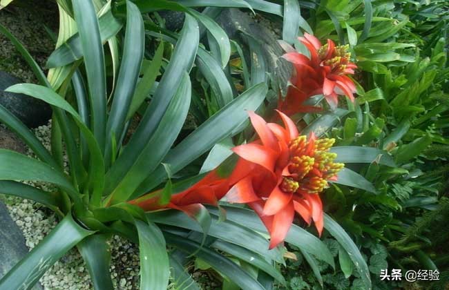 凤梨花叶子发黄怎么办,凤梨花叶子发黄枯萎怎么办