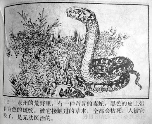 白花蛇草水为什么是山东特产,青岛特产白花蛇草水