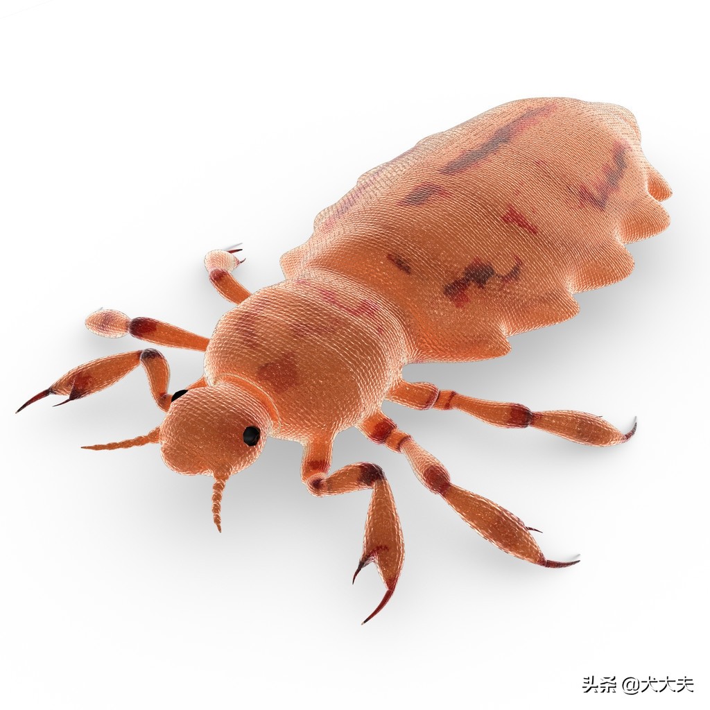 狗狗天天抓痒掉毛是有寄生虫吗,狗狗抓痒是有寄生虫吗