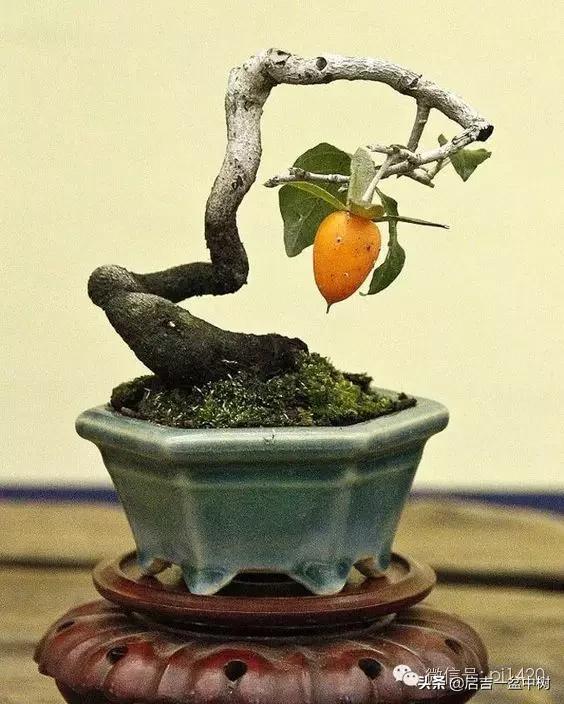 盆景对应季节,昼夜温差大对盆景有什么影响