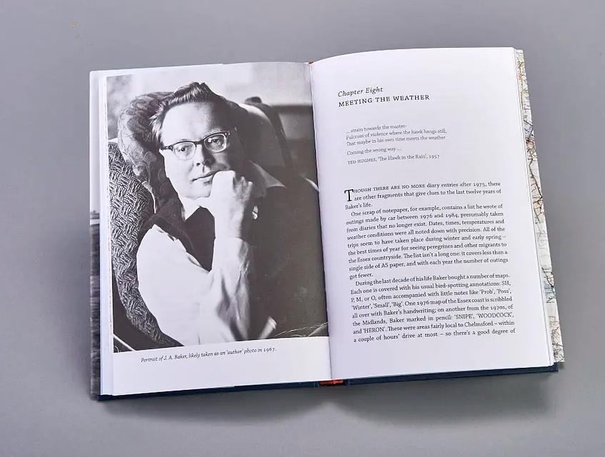 游隼自立飞行,游隼闭着翅膀飞