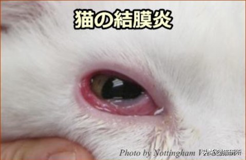 猫咪眼睛痒一直挠用什么眼药水,猫咪眼睛结膜炎怎么治疗