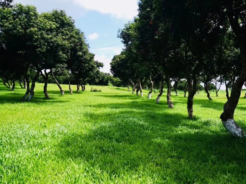 草长莺飞描写春天景色的七绝诗,暮春三月草长莺飞全诗