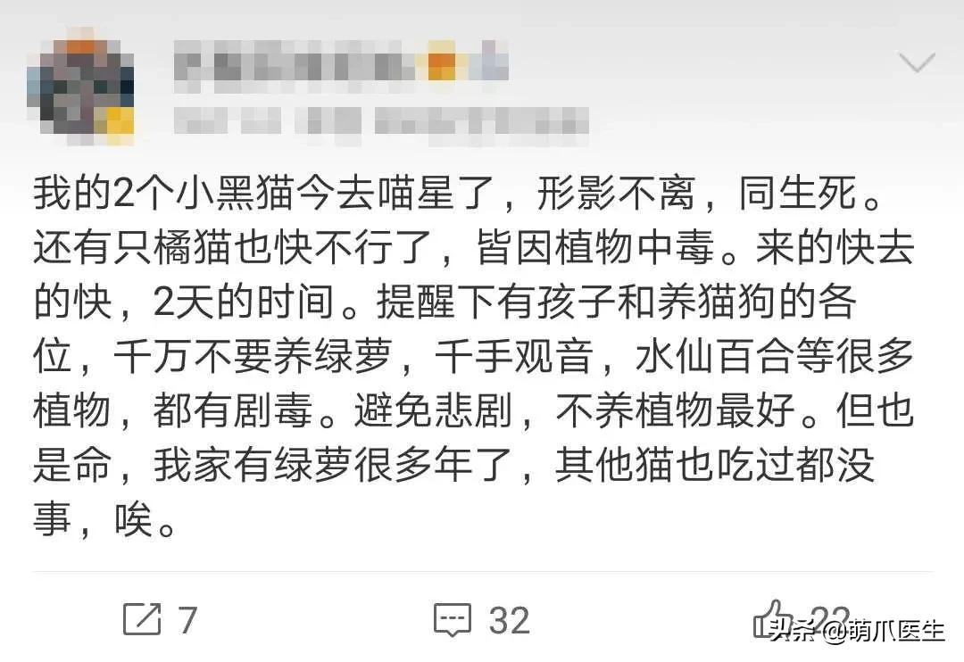 养了猫还可以养兔子吗,养了猫还适合养鹦鹉吗