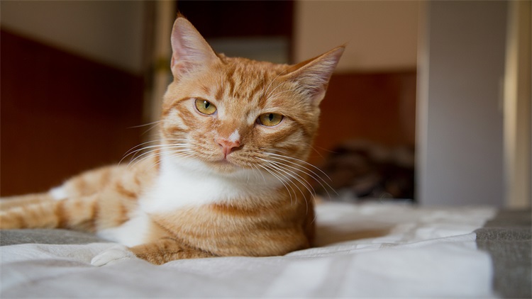 猫咪新手适合养哪个品种的猫,猫咪攻略新手小白养猫指南