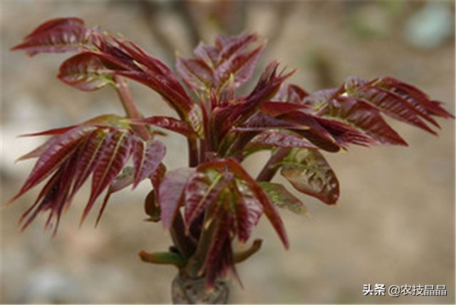 绿香椿红香椿哪个更适合阳台种植,巴山红香椿种植技术视频