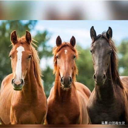 三浦春马进击的巨人综艺,三浦春马进击的巨人扮演谁