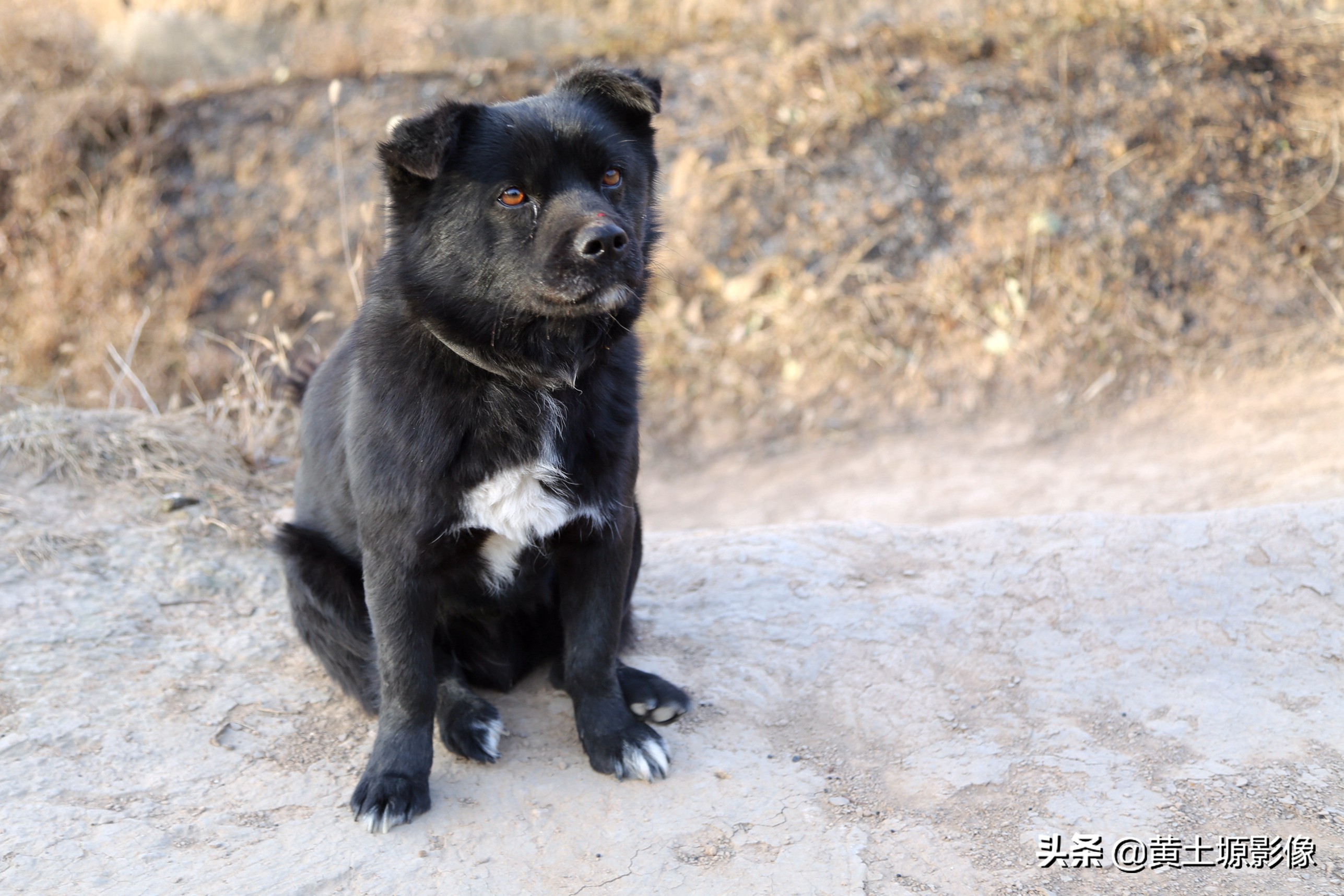 大叔在山上养小型凶猛土狗看家,农村大叔养十几条狗
