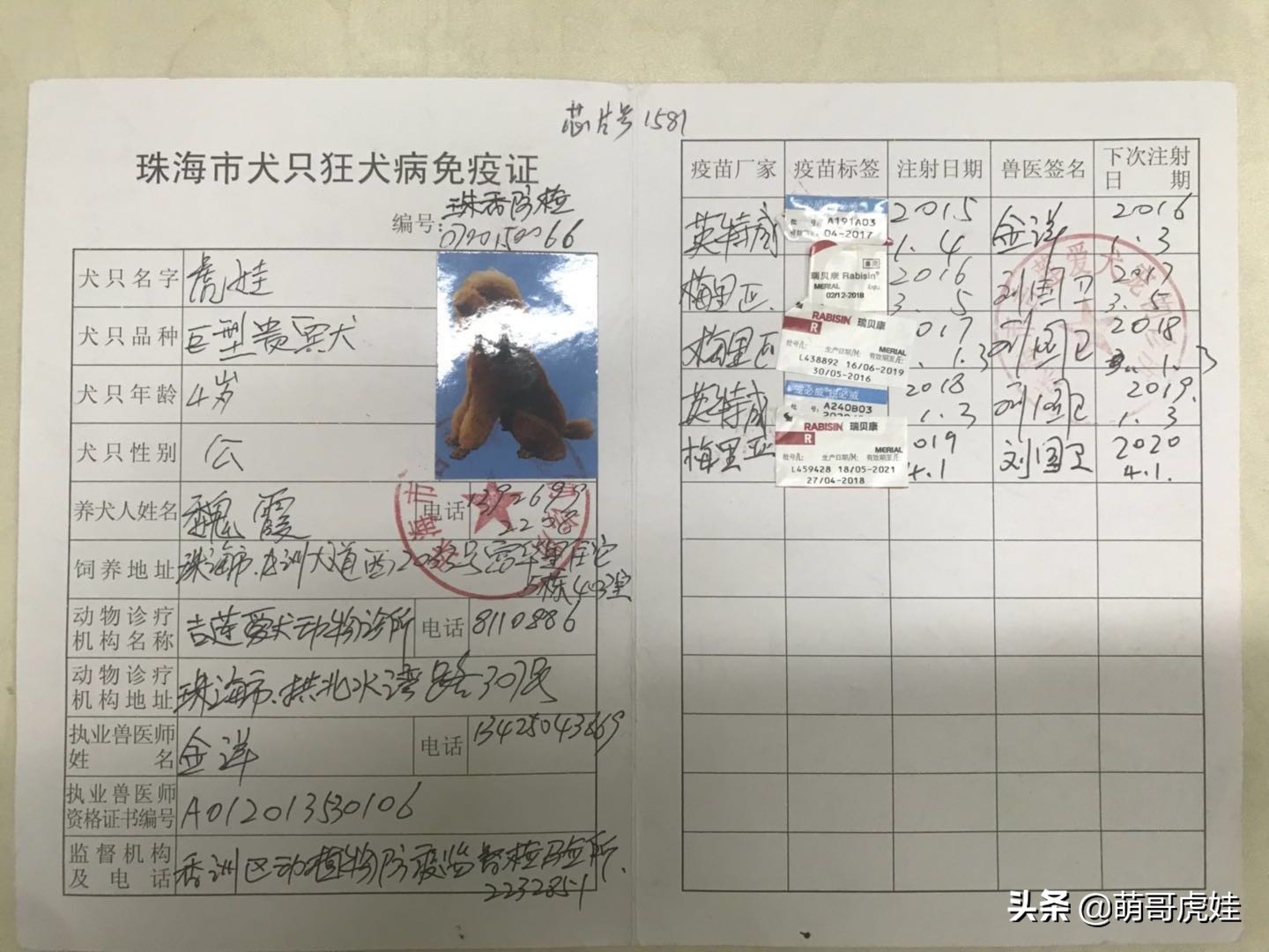 巨型贵宾遇到陌生的人乱咬怎么办,客人被猫抓伤打疫苗