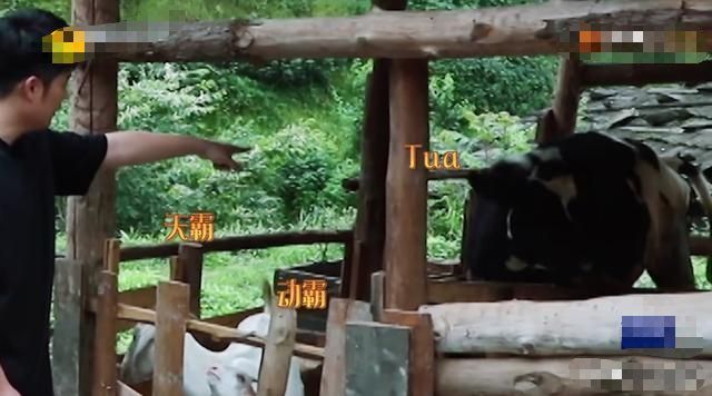 彭昱畅陈赫邓超吃花生,快乐大本营陈赫拿鸡肝