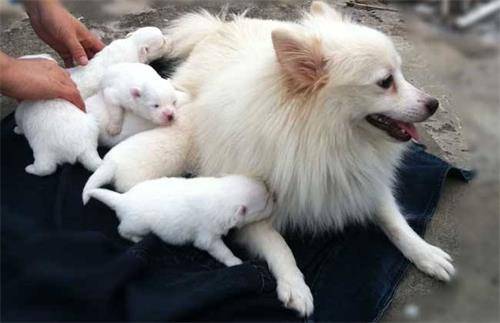 狗狗怀孕50天最明显的征兆有哪些,家里狗狗意外怀孕