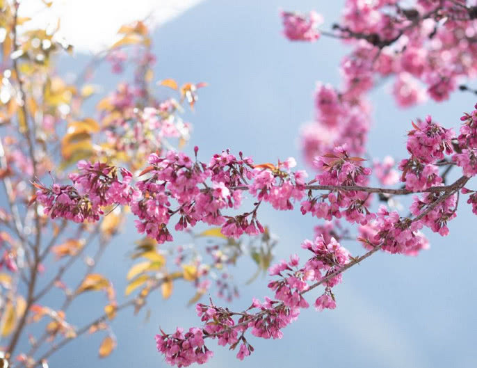 南涧樱花谷什么时候去最热闹,国内最美的樱花谷