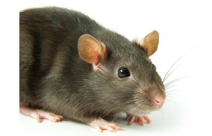 你还在为家里有老鼠而烦恼吗,还在为家里有老鼠烦恼吗
