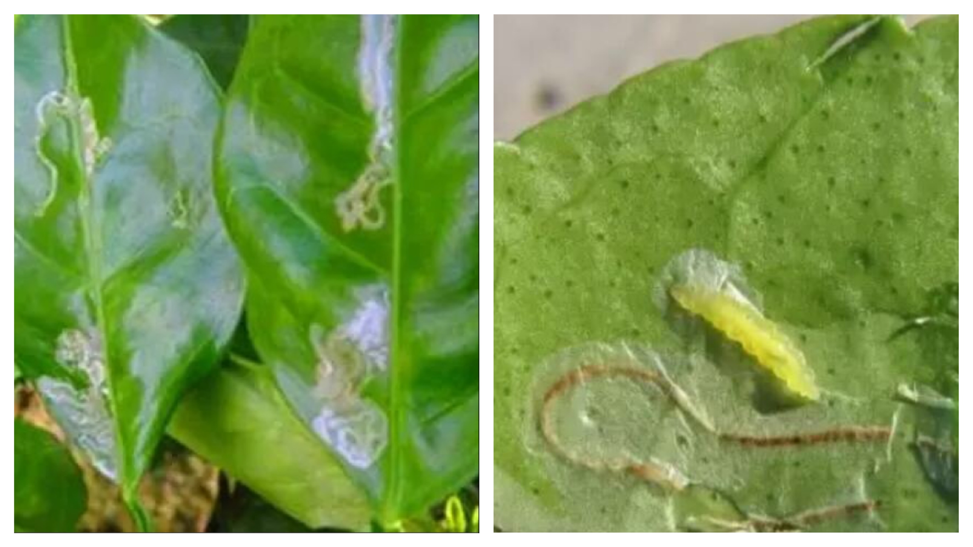 柑橘病虫害绿色防控,柑橘重点病虫害防治方案