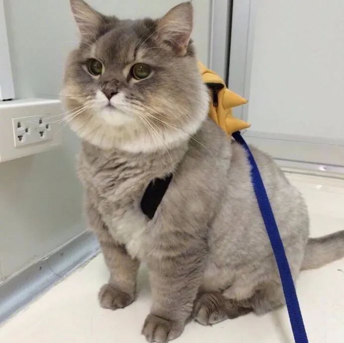 猫狗怎么养会胖,猫狗体型差