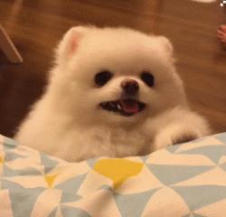 博美幼犬去泪痕方法视频,博美去泪痕的最强方法视频