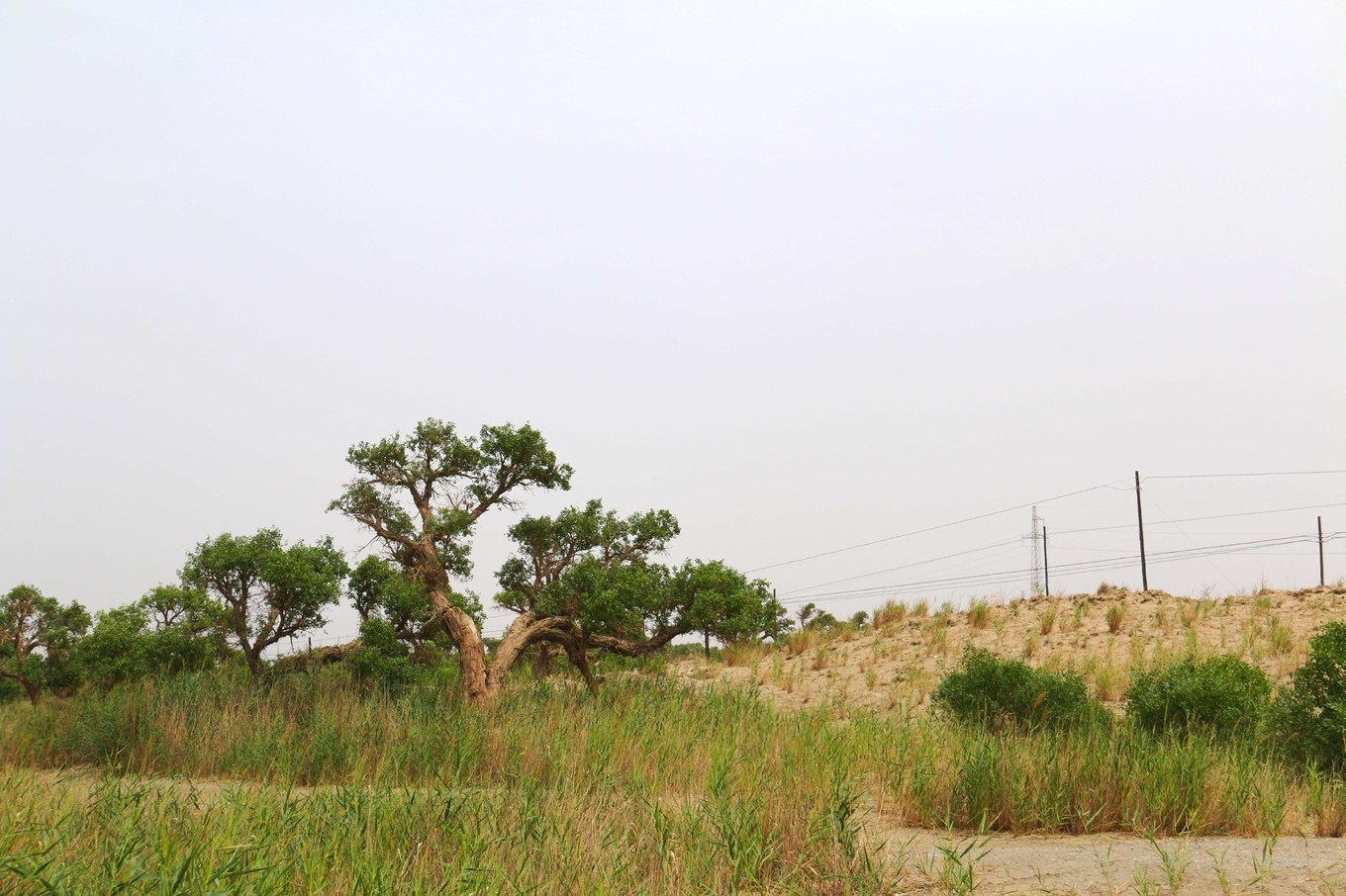 且末和若羌,楼兰古国代表