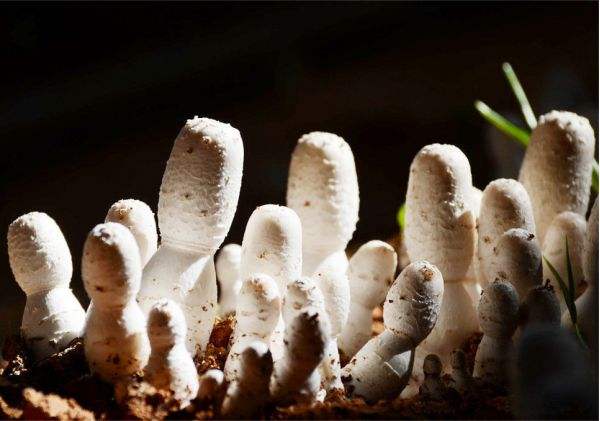 果园套种食用菌,草莓套种什么食用菌最好