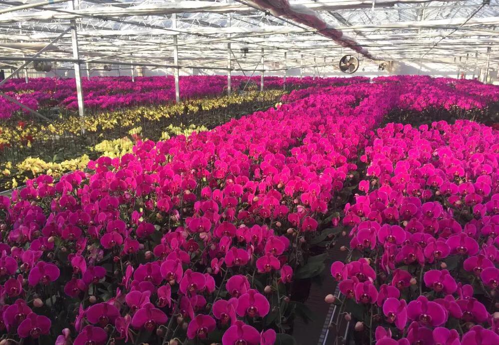 消费扶贫带动农民增收致富文旅融合助推乡村振兴西安高新区2020年休闲农业认领采摘文化旅游体验月活动启动