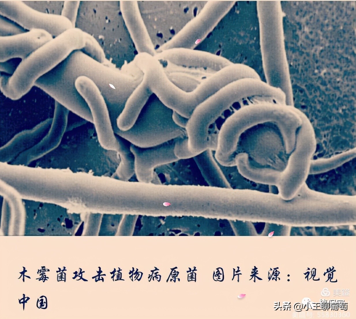 有病治病没病可以养根护根,有病治病没病杀菌