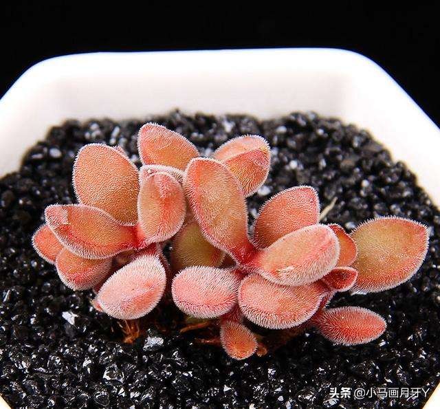 动物成语大集锦，和孩子们来场动物成语飞花令