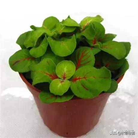 30cm水陆缸适合养什么,水陆缸植物前景中景后景搭配介绍