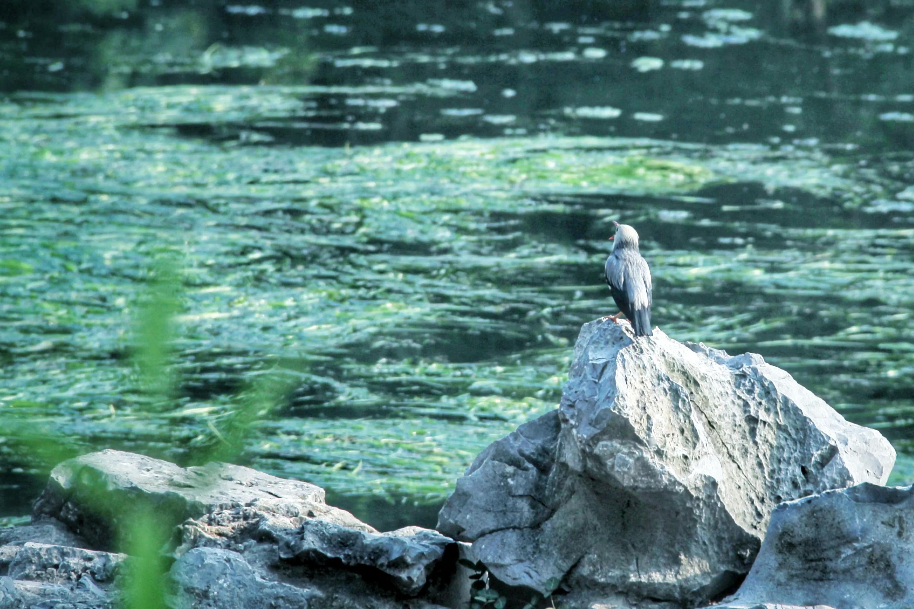 南京珍珠泉门票,南京珍珠泉野生动物园