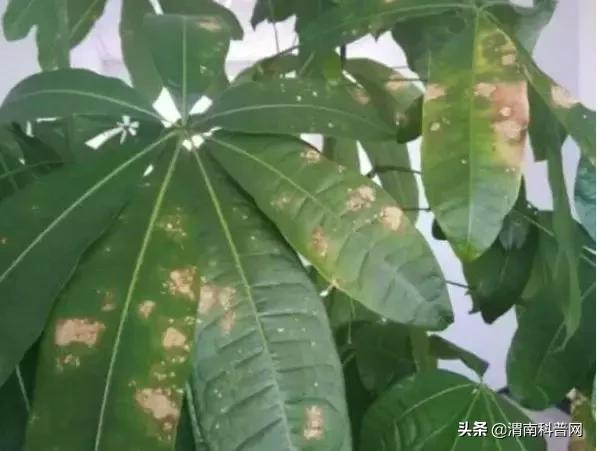 妞嶇墿鍡栧棖闀跨垎鐩嗕笉榛勫彾,鍏绘鐗╀竴涓槦鏈熶笉姝荤殑绉樻柟