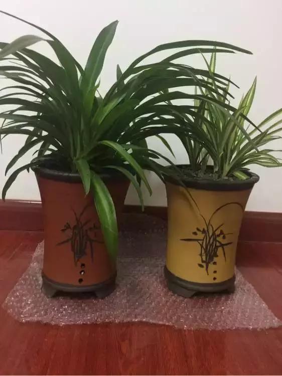 吊兰绿萝用什么土最好,绿萝吊兰盆栽多久施一次肥