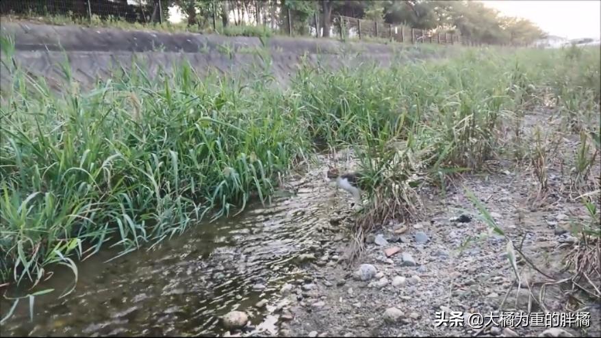 猫妈妈教小猫爬,猫妈妈教猫