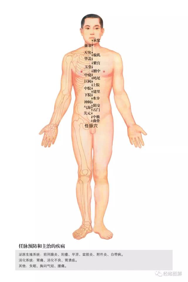 人体三条经络交汇的穴位大全,人体任督二脉动画穴位图