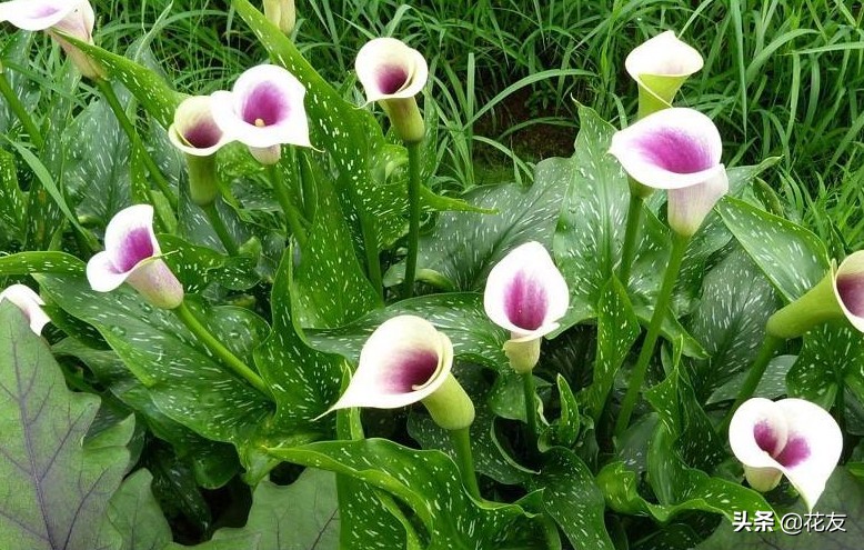 彩色马蹄莲要春化才会复花吗,马蹄莲容易复花吗