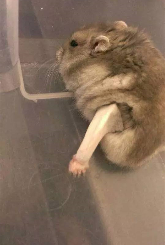 仓鼠骨折花了200包扎视频,仓鼠眼睛突然瞎了怎么回事