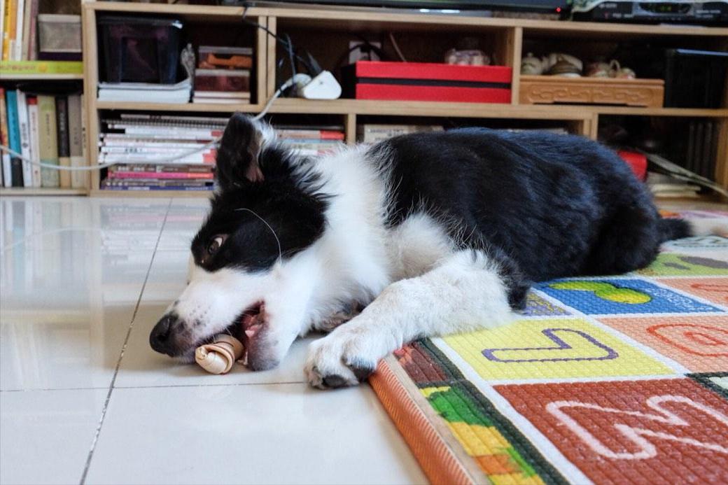 养一只边牧一月要用多少钱,养边牧一年费用多少钱